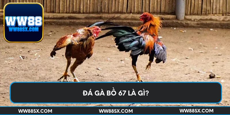 Đá gà bồ 67 là gì?
