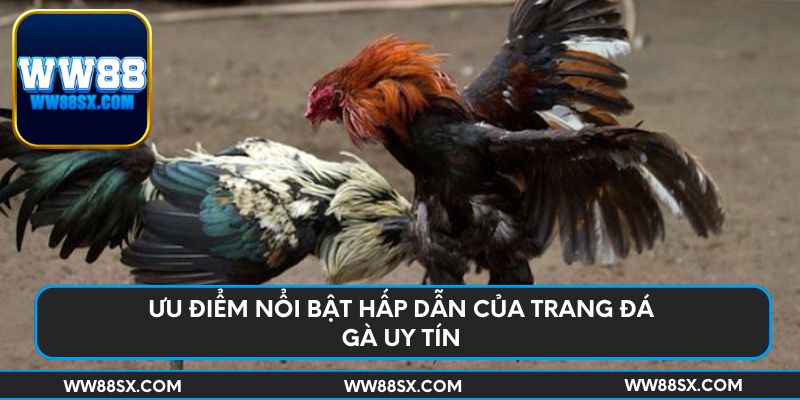 Ưu điểm nổi bật hấp dẫn của trang đá gà uy tín